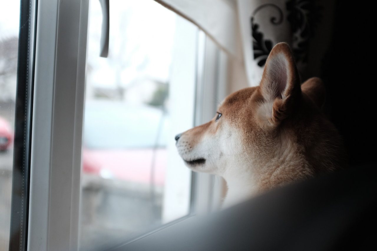 Can Dogecoin Reach 100 Rupees? The Honest Maths
