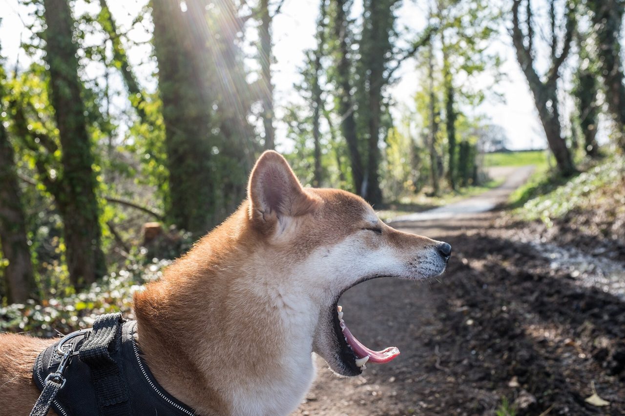 Shiba Inu Price Prediction 2026, 2027 and 2030 in INR