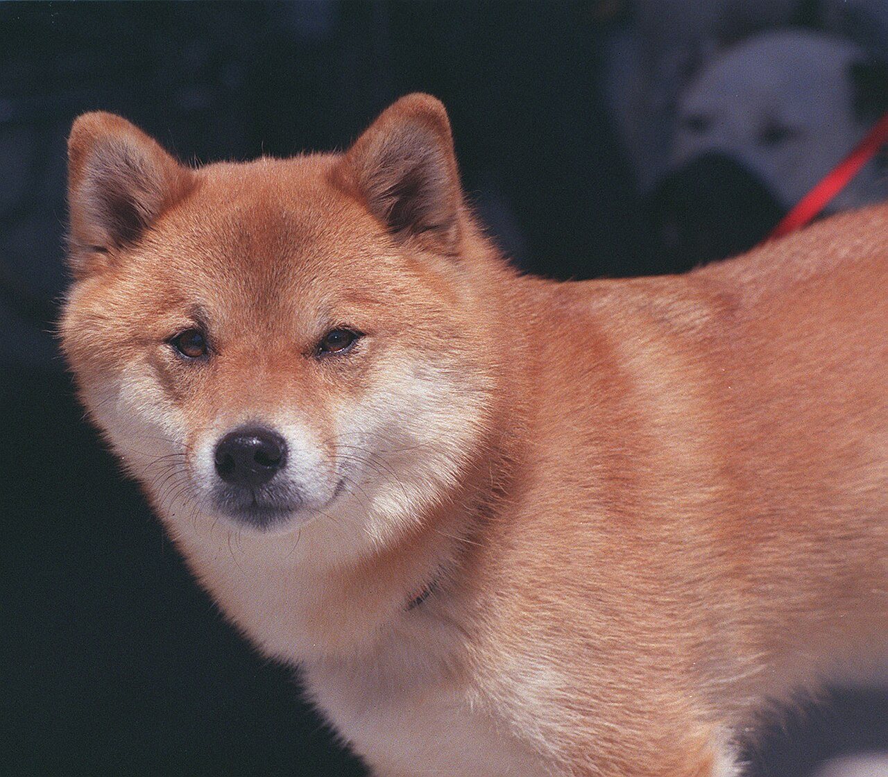 Shiba Inu Price Prediction: Can SHIB Reach 1 Rupee?