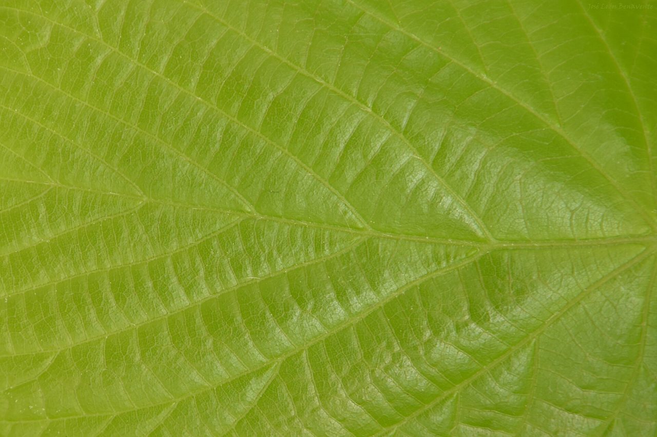 What is Hedera (HBAR)? A simple guide for India